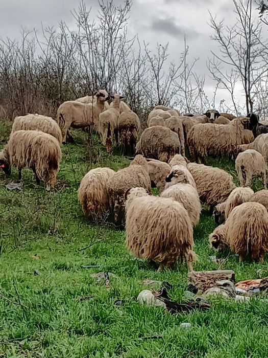 oi cu miei  de vanzare