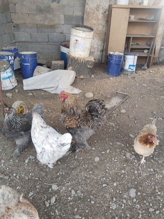 Петух әтеш сатамын брама