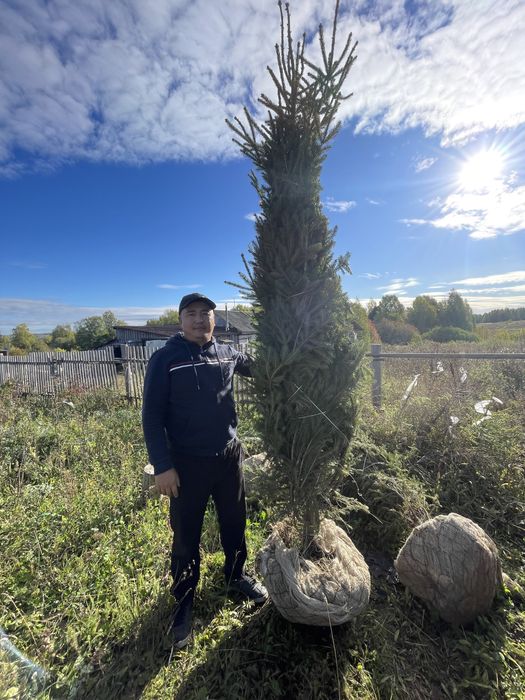 Ели зеленые