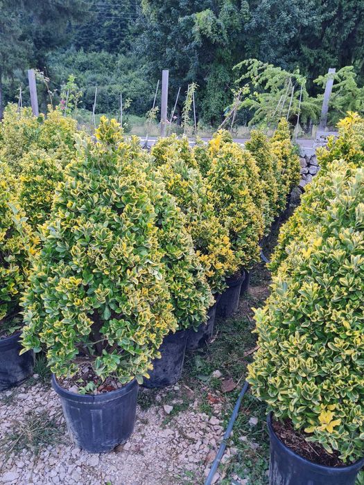 Plante Verzi pentru Gard Viu – Livrare și Plantare pe Loc