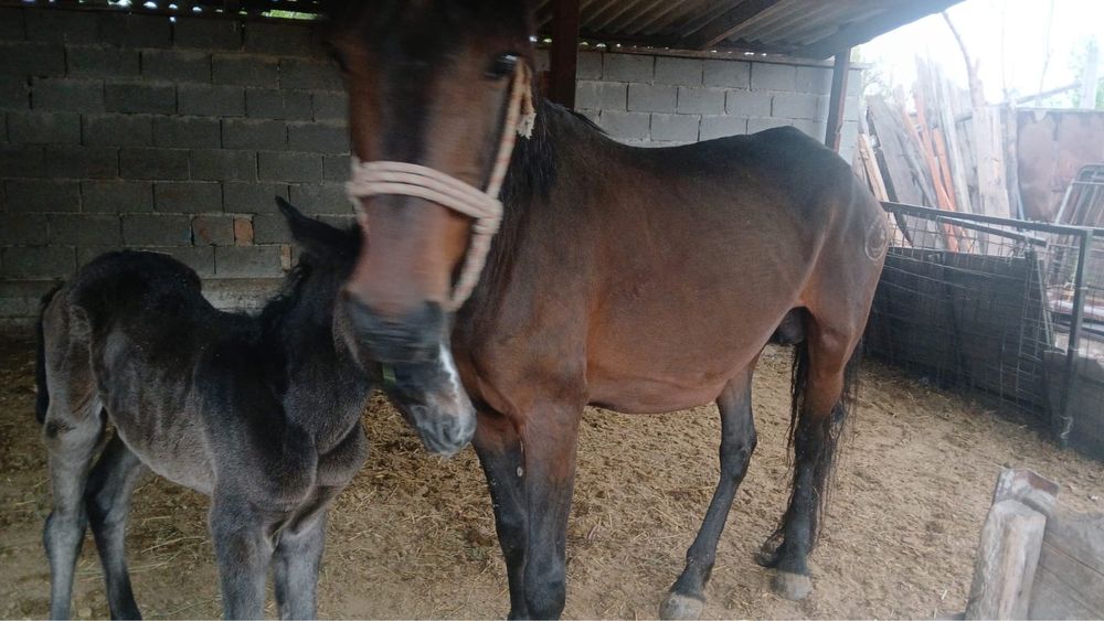 Сауынды бие Ұрғашы құлынымен