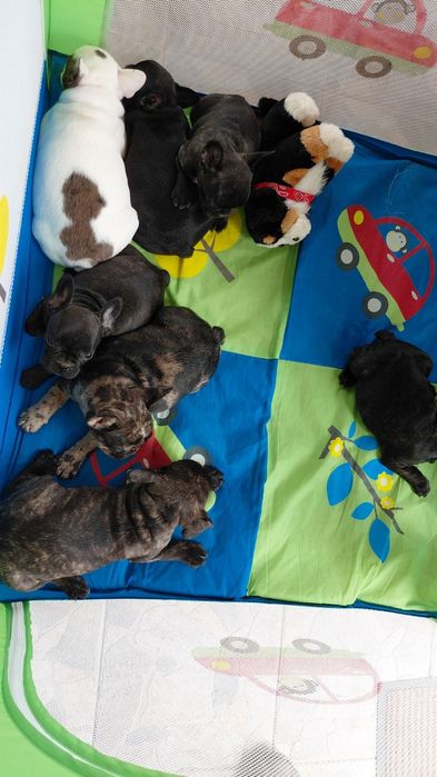 Френски булдог-булдочета