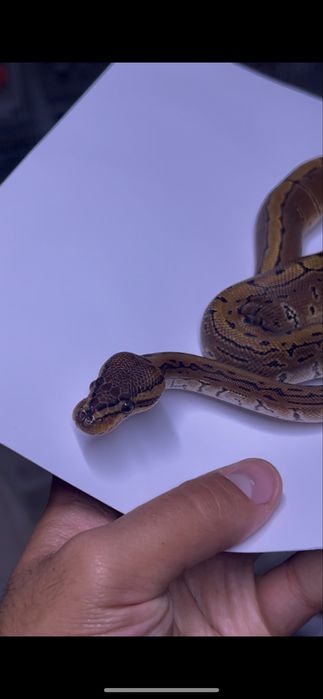 Королевский питон pinstripe