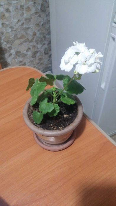 Комнатное растение Герань