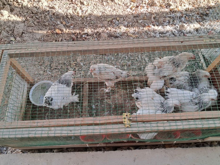 Brama srochna sotiladi