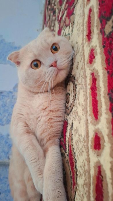 Шотладский вислоухий