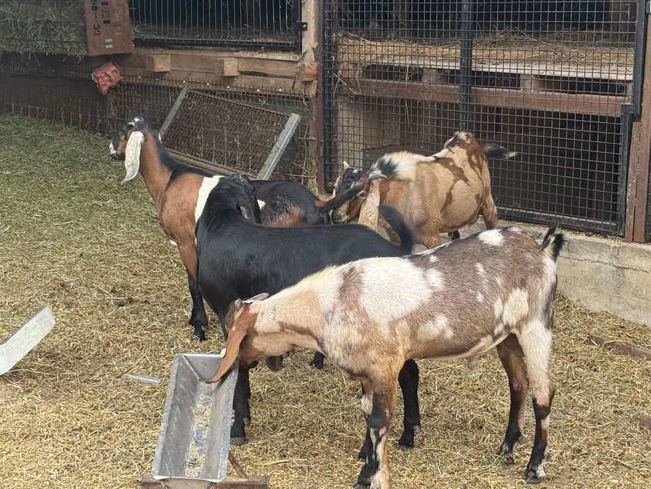 Capre si iede anglonubian cu pedegree