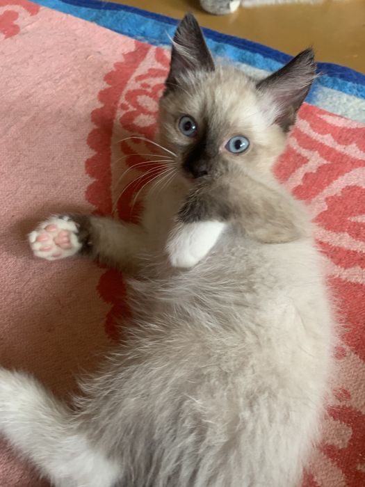 Котята в добрые руки!