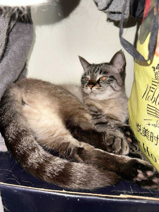 Пропала кошка по кличке Джеси