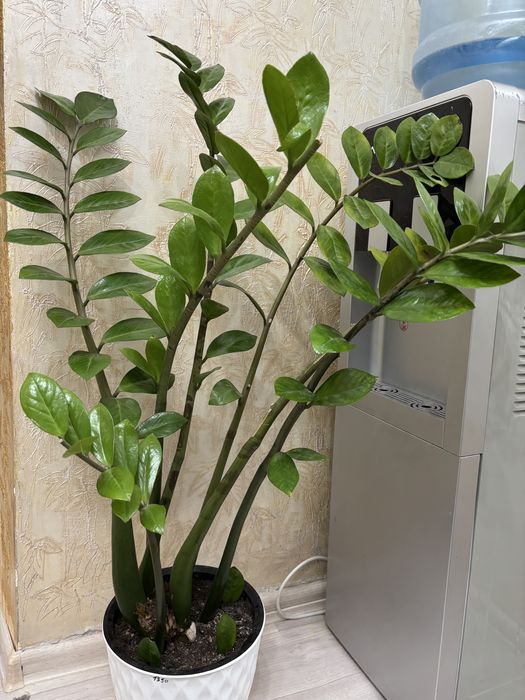 Цветы доллоровое дерево