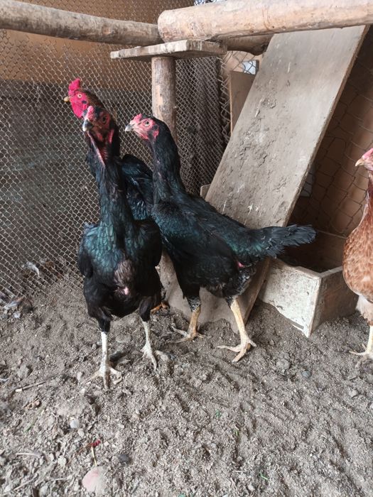 Дакан товуклар сотилади