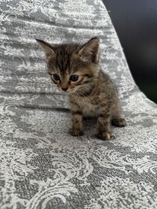 Отдам котят в хорошие руки