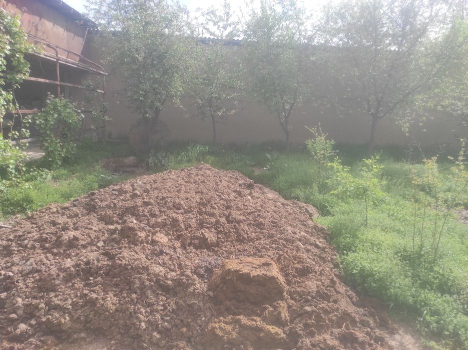 Mol goʻngi tekinga bervoriladi