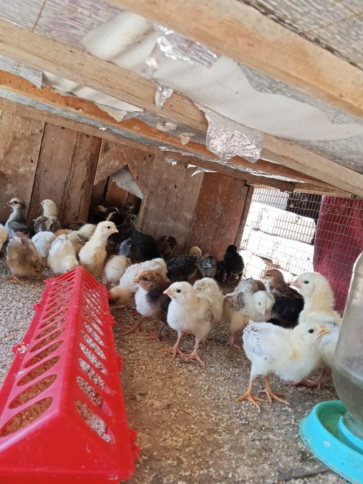 Жужилер бар бағасы 55о тенге