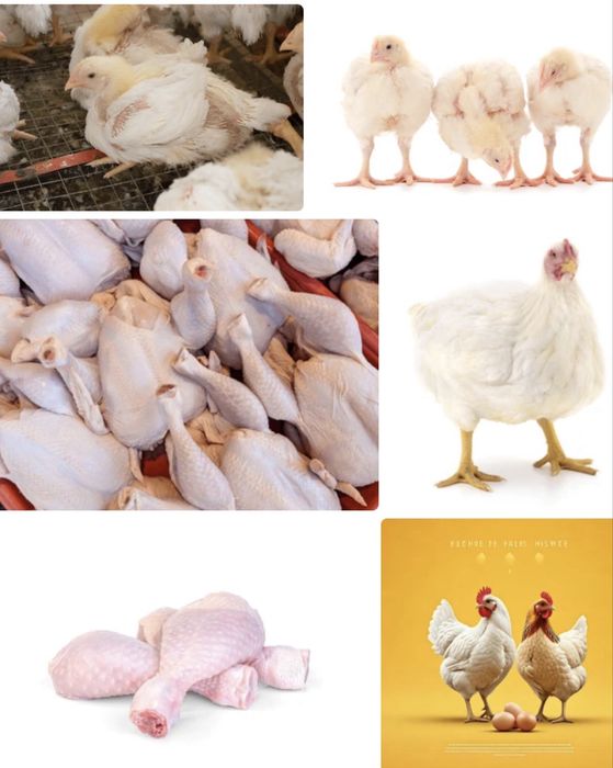 Броилеры рос308готовые подрощенные