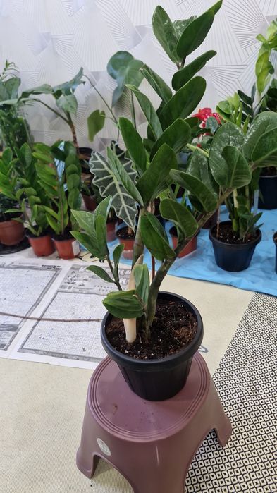 Комнатные цветы разные