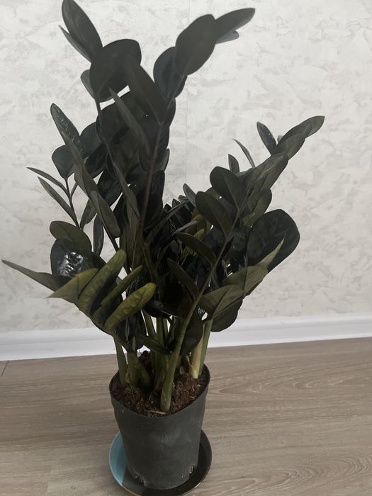 Комнатные растения