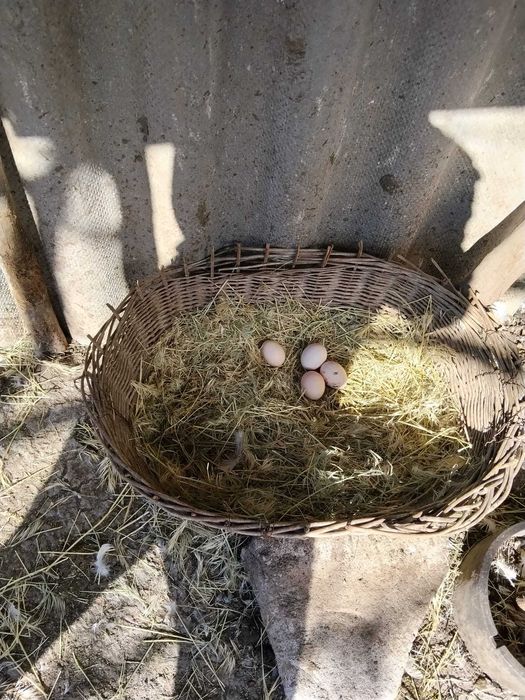 Vând ouă de găină Cochinchina