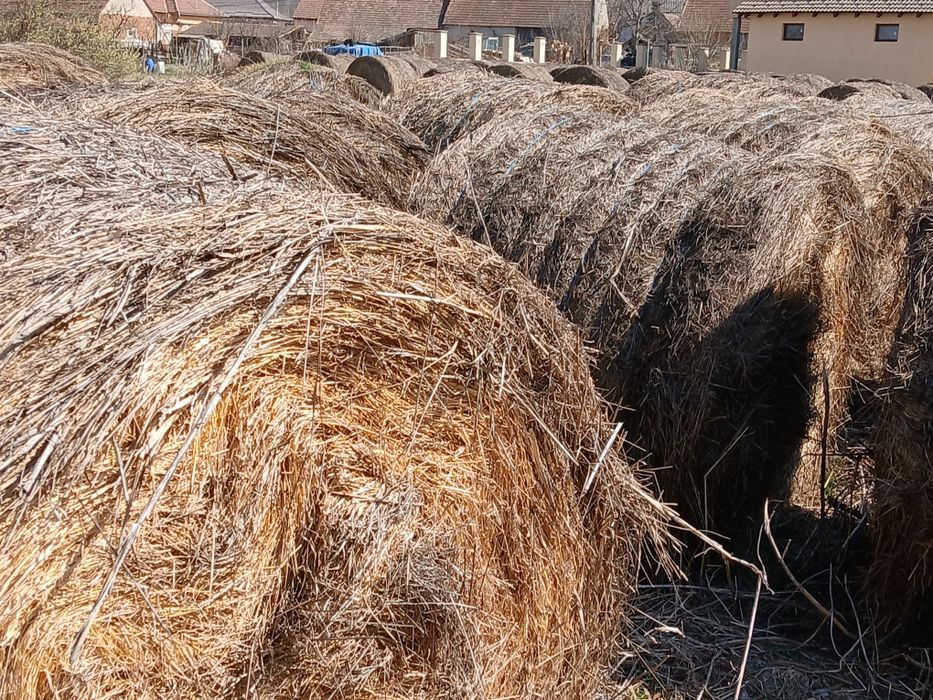 Baloti rotunzi de fan de vanzare