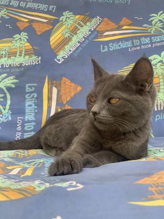 Кошка Шартрез пародистая