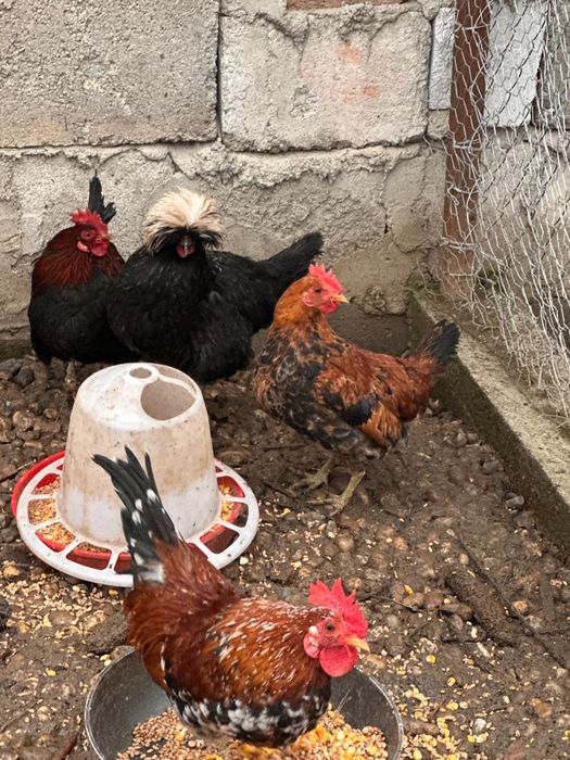 Cocoși din diferite rase