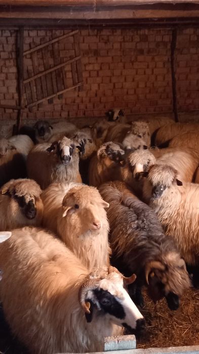 Vând oii cu miei și fără