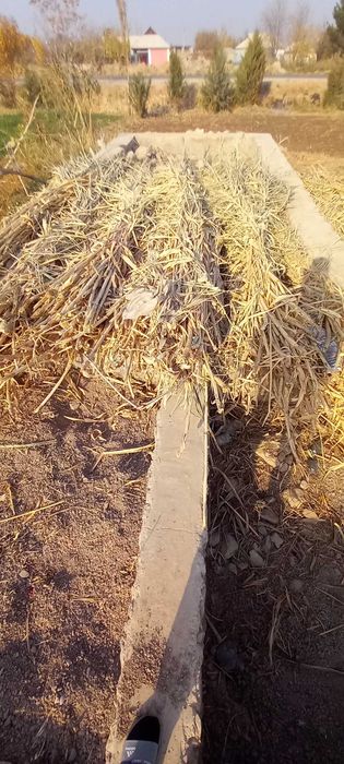 G'arov shakarqamish sotiladi