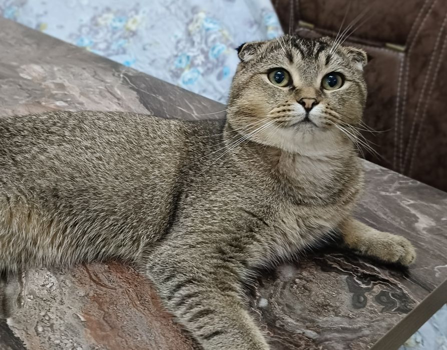 Вязка кошка вязка учун угил бола мушук