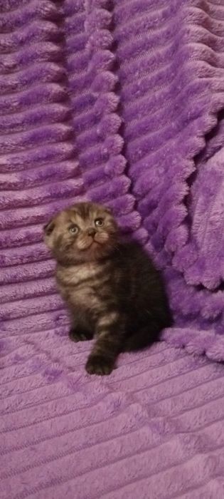Продам шотладских котят с документами.