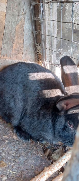 Продам кроликов фландер