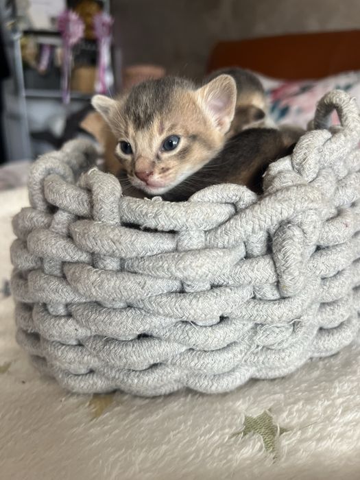 Абисински котенца