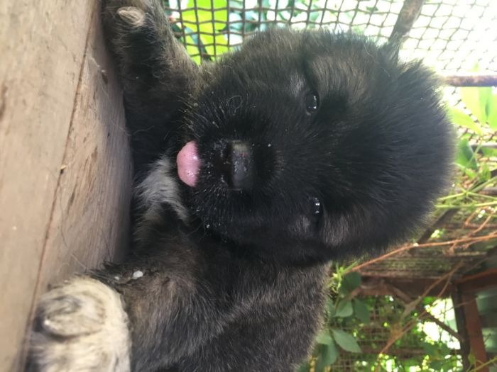 кавказская овчарка щенки