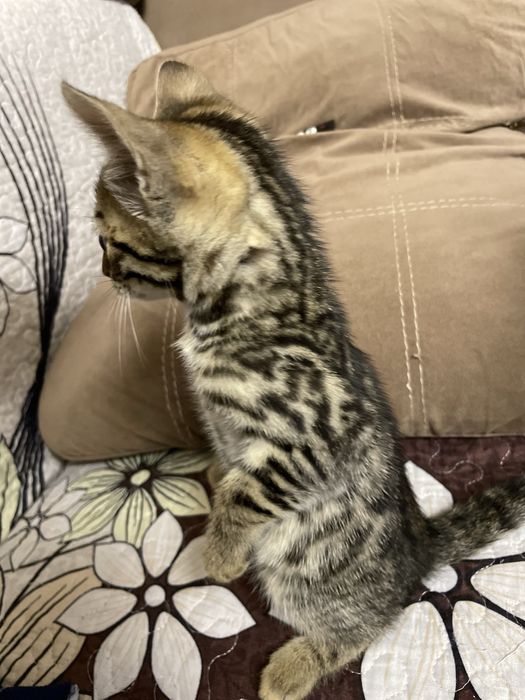 Бенгальские котята