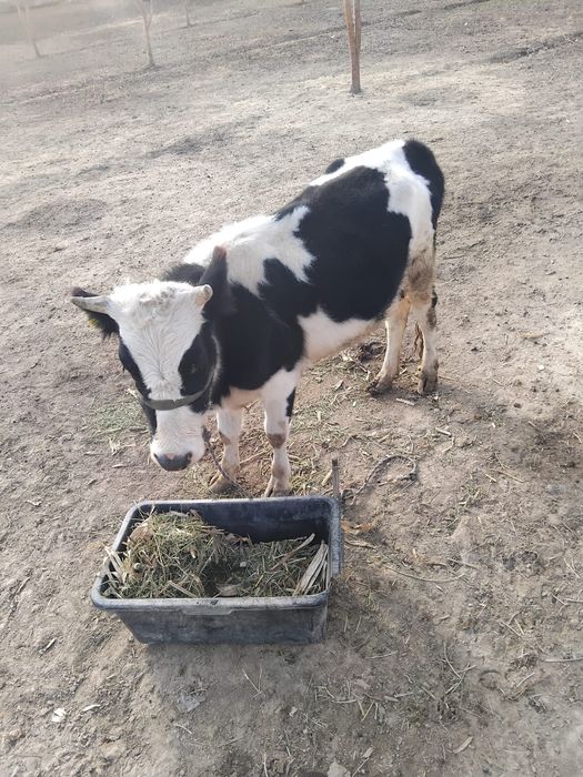 Сиыр бызауымен сатылады