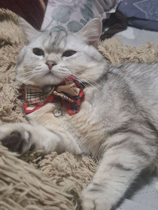 Mushuk sotiladi oʻgʻil bola mushuk