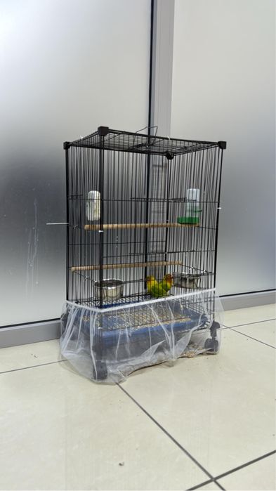 Красивые, ухоженные попугаи