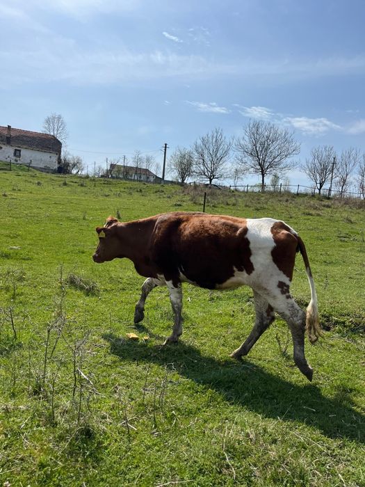 Vând juninca 1 an și 7 luni