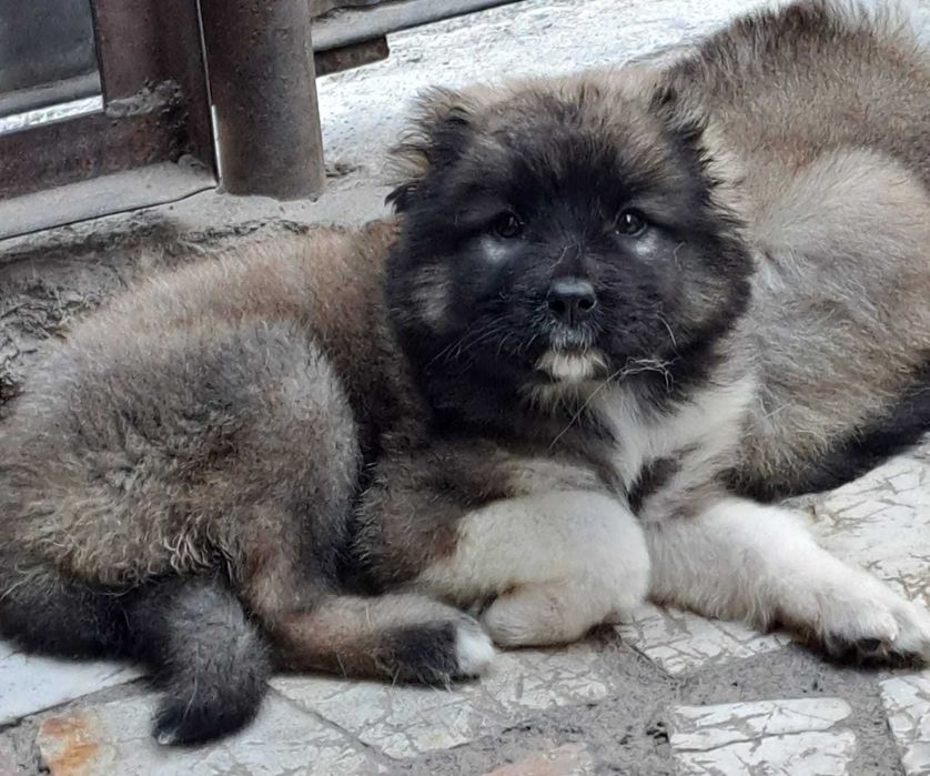 Щенки Кавказкой Овчарки