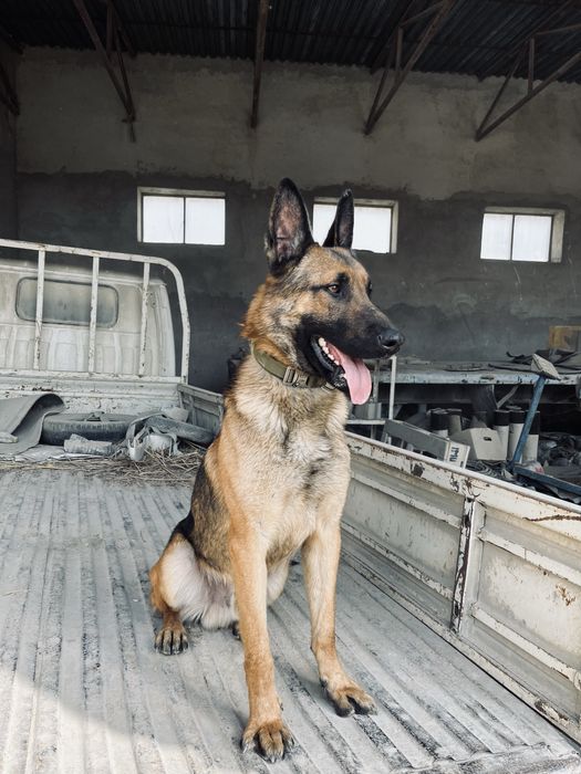 Бельгийская овчарка малинуа