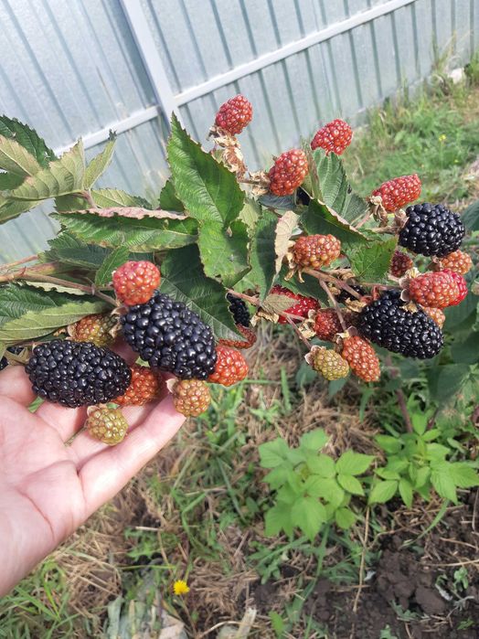 Участок земли в городе