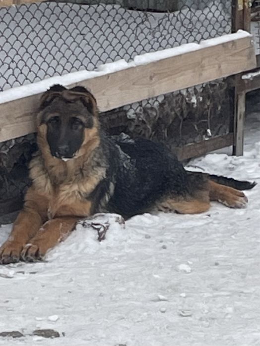 Щенки немецкой овчарки