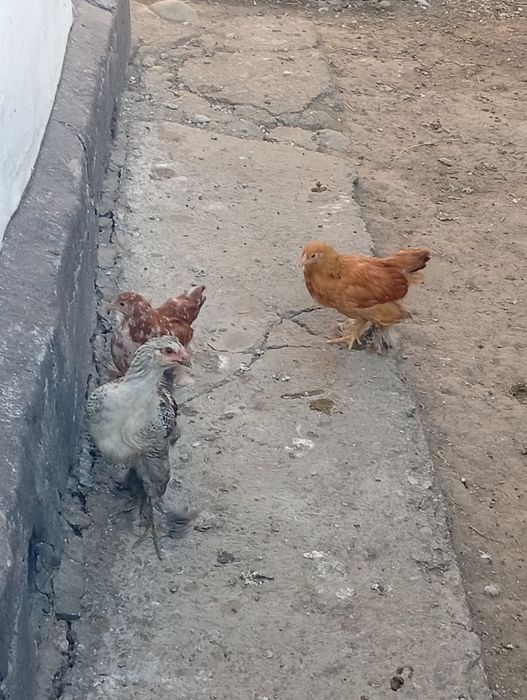Продам 2 месячных цыплят