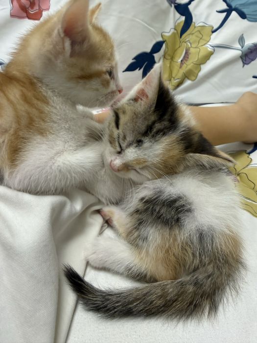 Отдам котят вместе