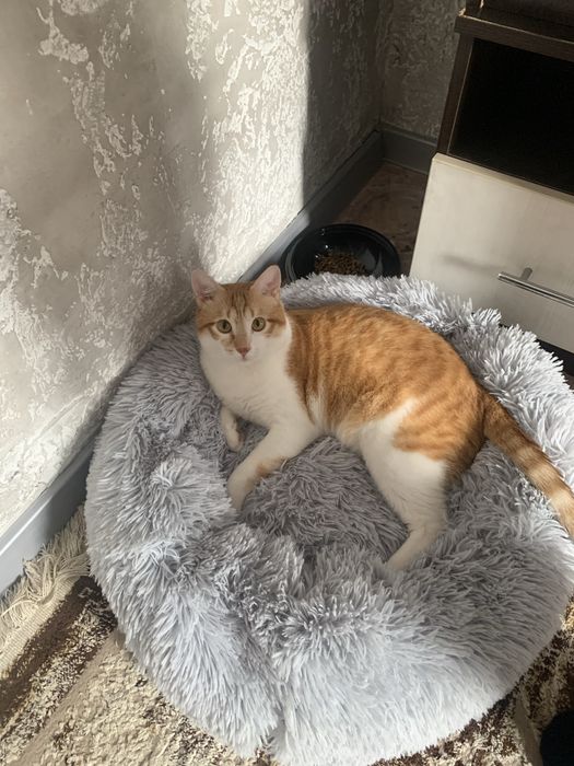 Пропал кот, Мишон