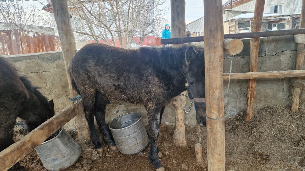 1 жасар еркек тайлар сатылады
