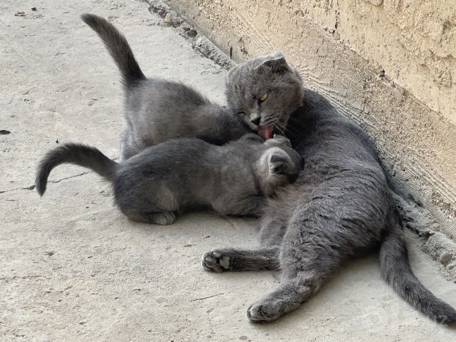 Продается шотландский котят