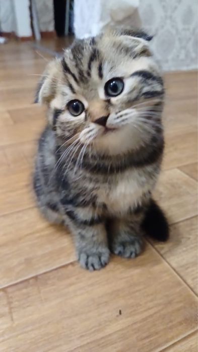 Продам шотландского котенка