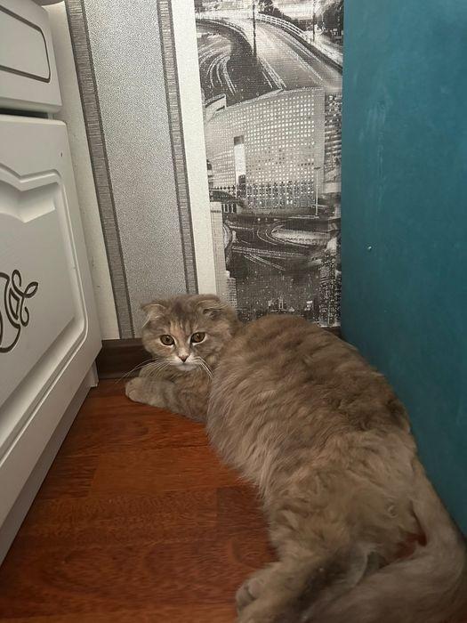 Продам британских котят