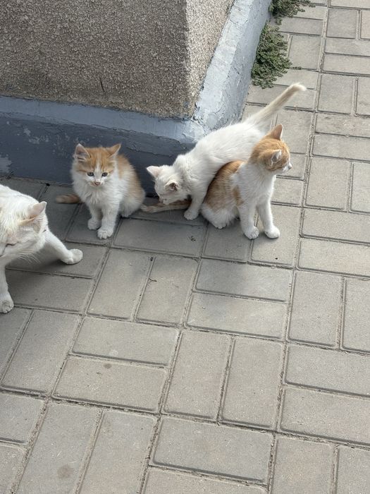 Отдам котят в добрые руки
