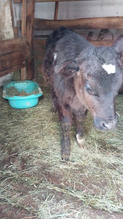 Бұзау бычок 3 айлық.